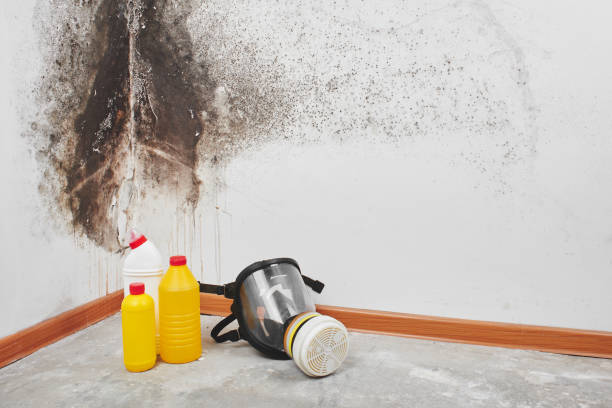 Trusted Carlisle Rockledge, AL Mold Remediation Experts