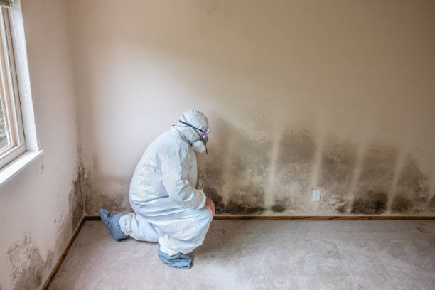 Best Attic Mold Removal  in Carlisle Rockledge, AL